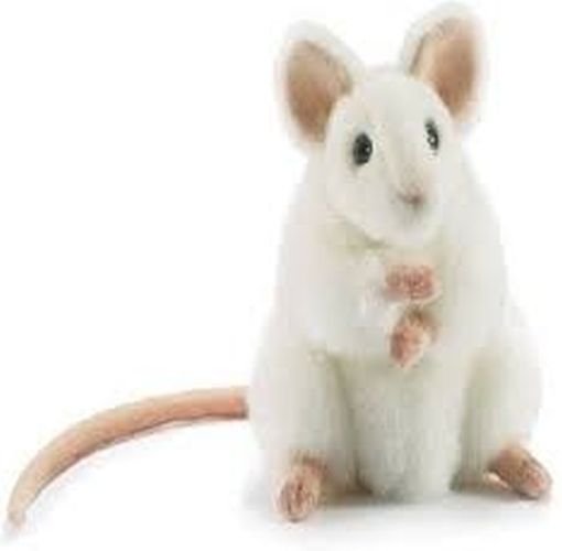 Expertise Het begin precedent Witte muis te koop - Uw dierenwinkel in Zellik Brussel