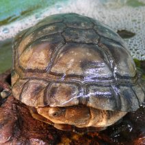 Tortue D'eau - Testudines