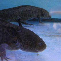 Axolotl - Ambystoma Mexicanum