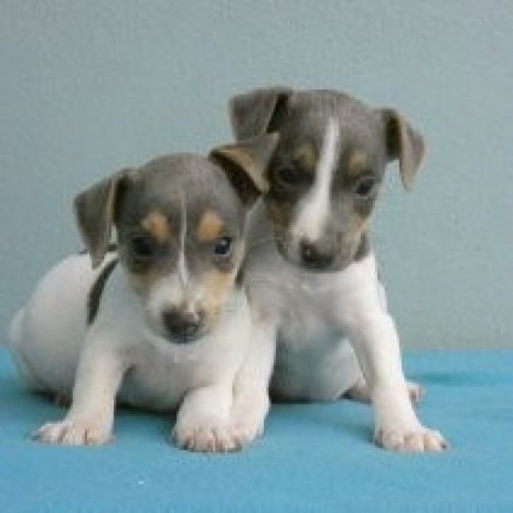 Jack Russell2