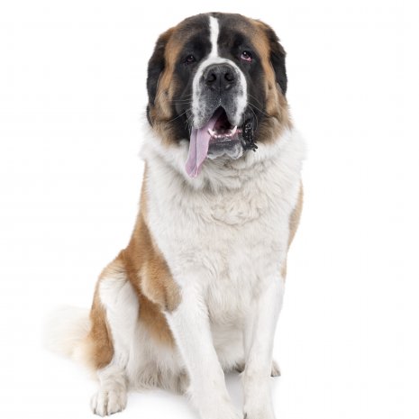 Saint-Bernard2