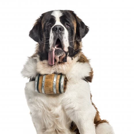 Saint-Bernard