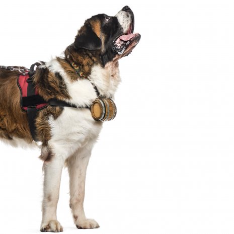 Saint-Bernard4