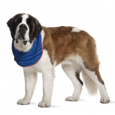 Saint-Bernard3
