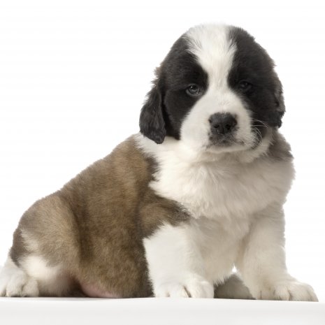 Saint-Bernard5
