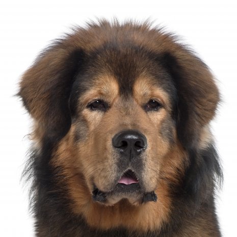 Verbazingwekkend Waar vind ik een Tibetaanse Mastiff pup? bij DogCatandCo ZJ-12