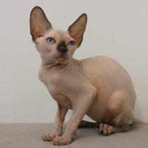 Sphynx