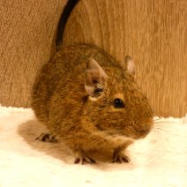 octodon - degu  P1160149.JPG