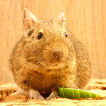 octodon -degu P1160145.JPG