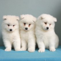 Samoyede