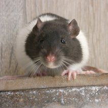 voor het geval dat Intrekking fusie Rat te koop - Uw dierenwinkel in Zellik Brussel