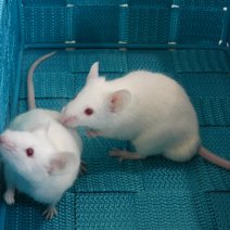 muis - souris P1170843.JPG