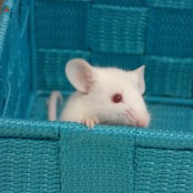 muis - souris P1170854.JPG