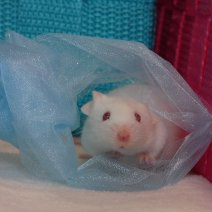 vermogen Bloeden Moderniseren Witte muis te koop - Uw dierenwinkel in Zellik Brussel