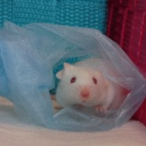 muis - souris P1170863.JPG