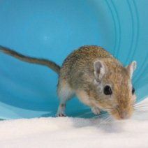 gerbil P1170979.JPG