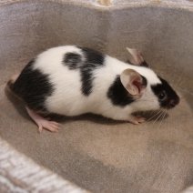 kleurmuis