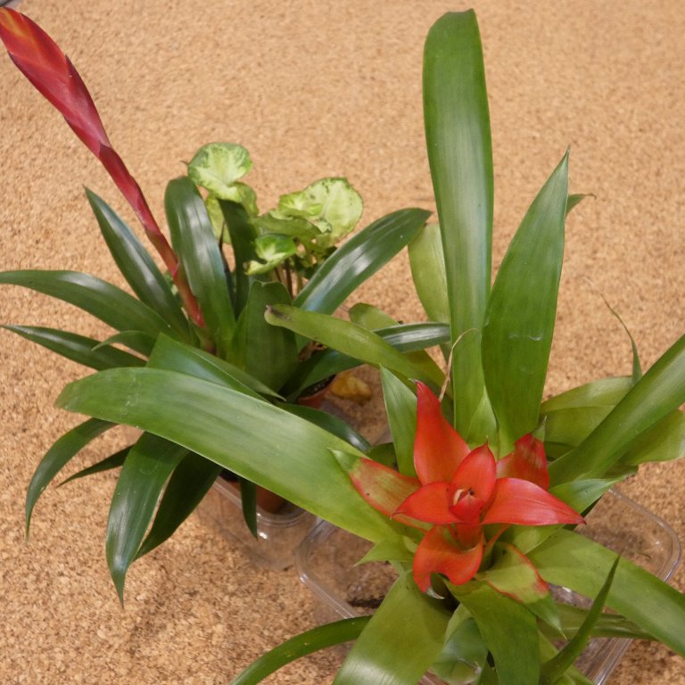 terrarium plant bromelia P1180765.JPG