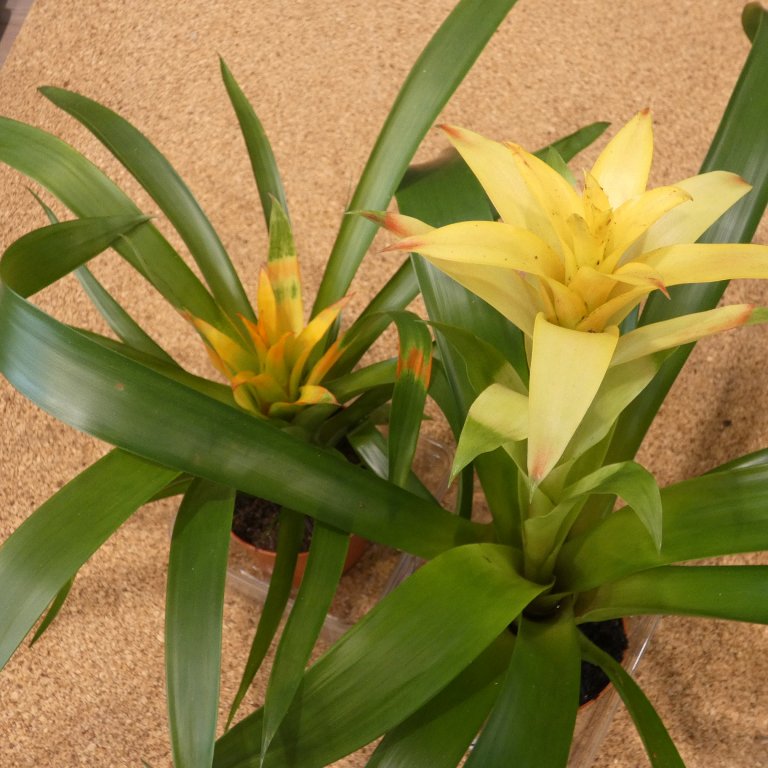 terrarium plant bromelia P1180766.JPG