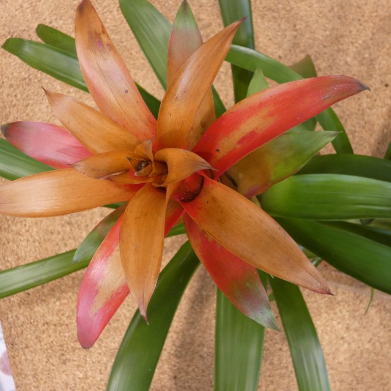 terrarium plant bromelia P1180768.JPG