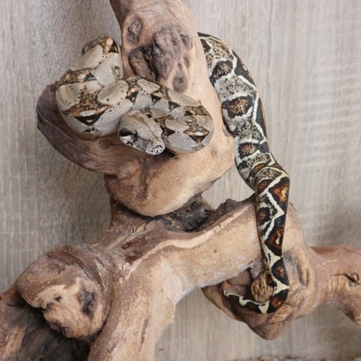 Boa Constricteur3