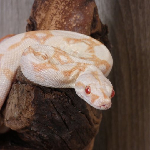 Boa Constricteur2