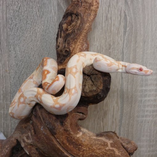 Boa Constricteur