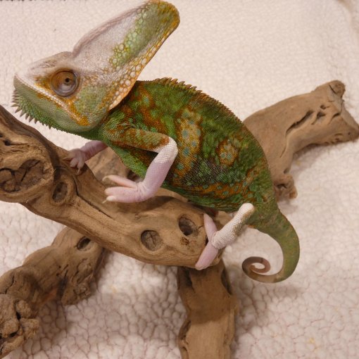 Caméléon Casqué