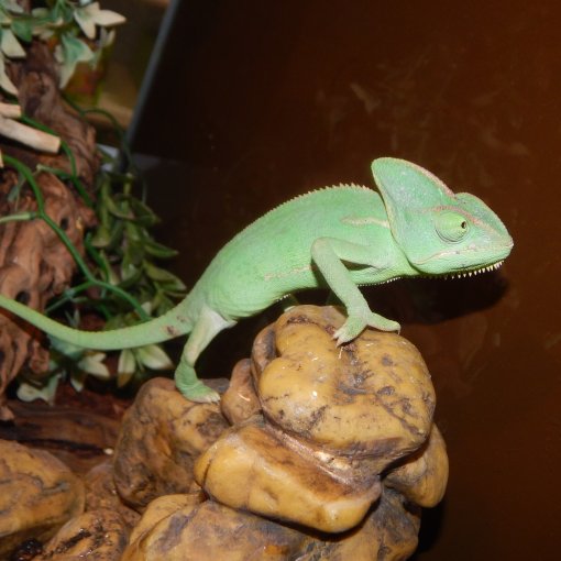 Caméléon Casqué2