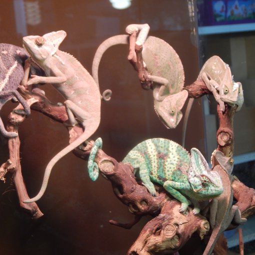 Caméléon Casqué3