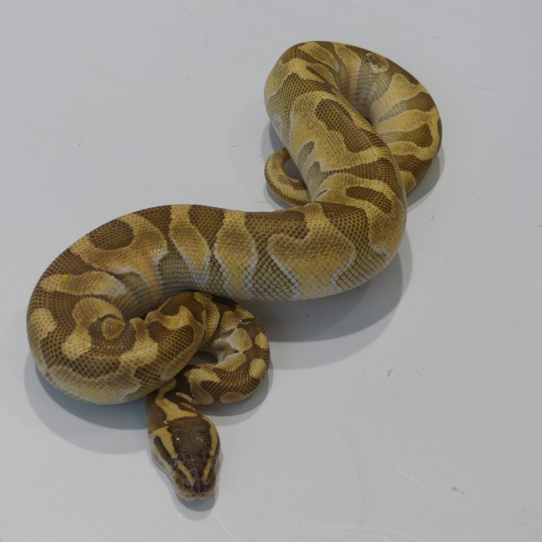 python P1060098.JPG