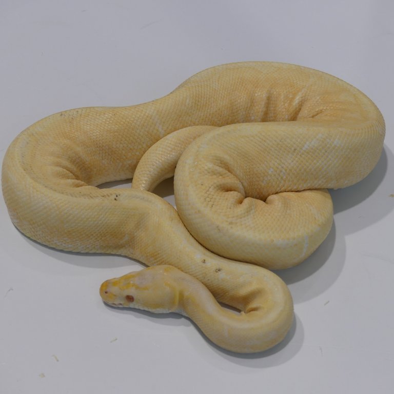 python P1060098.JPG
