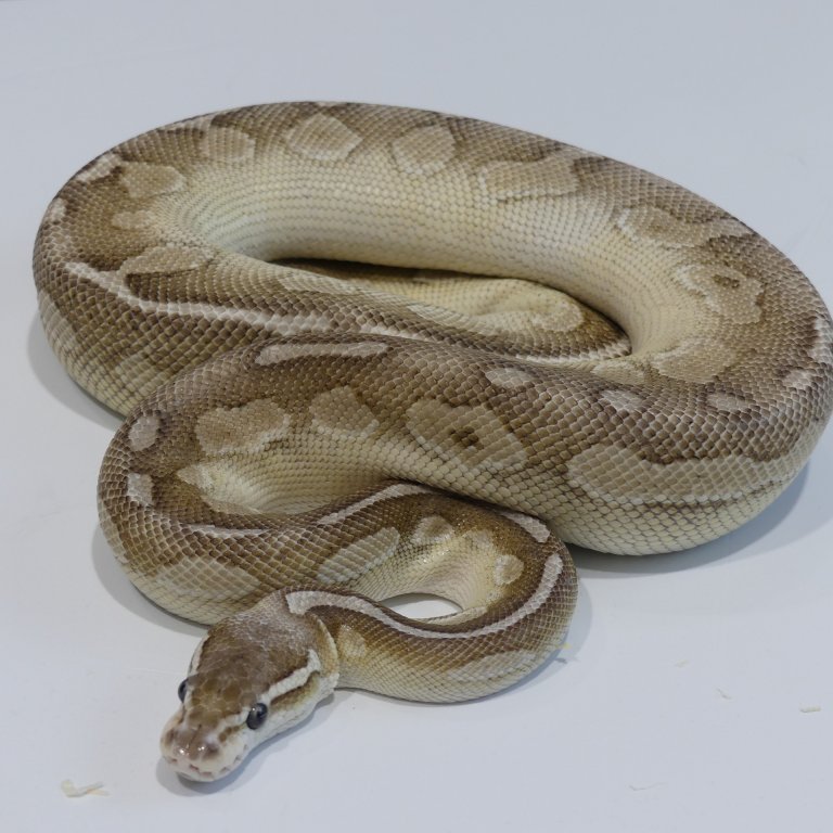 python P1060101.JPG