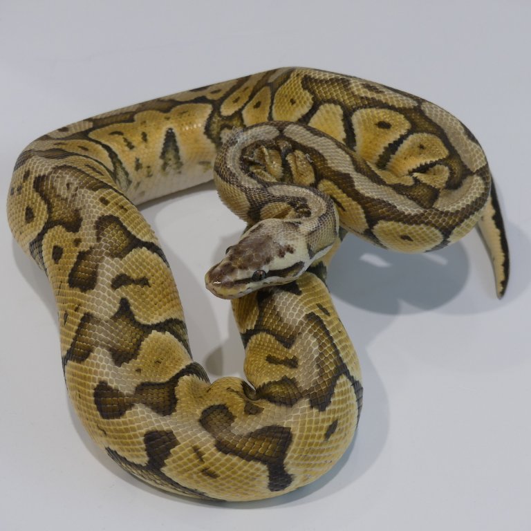 python P1060098.JPG