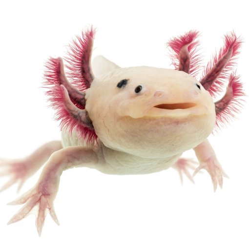 Axolotl