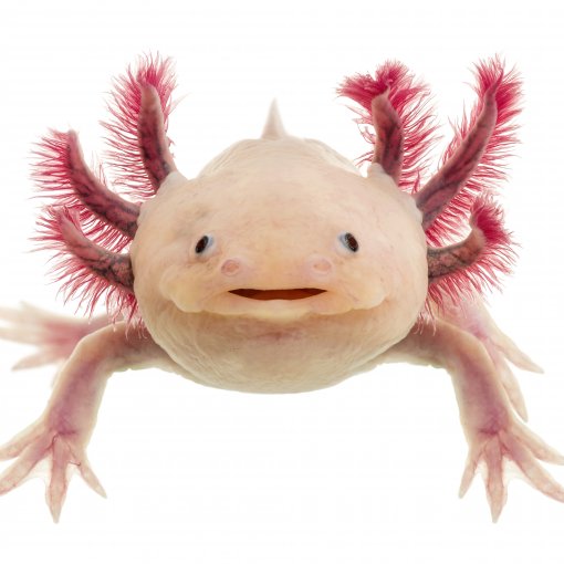 Axolotl2