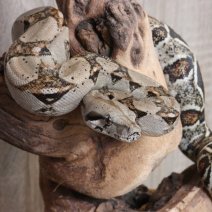 Boa Constricteur - Boa Constrictor