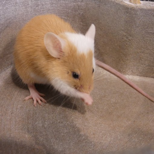 kleurmuis - souris couleur P1170907.JPG