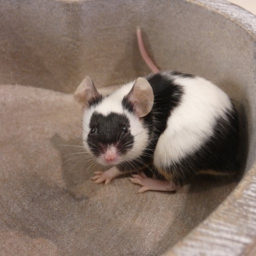 kleurmuis - souris couleur P1170912.JPG