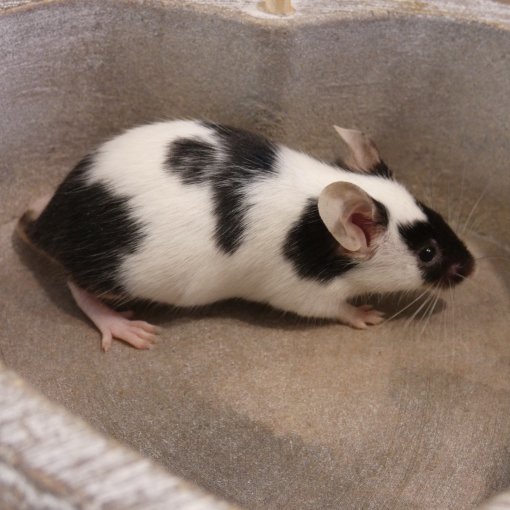 kleurmuis - souris couleur P1170915.JPG