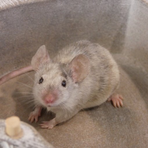 kleurmuis - souris couleur P1170926.JPG