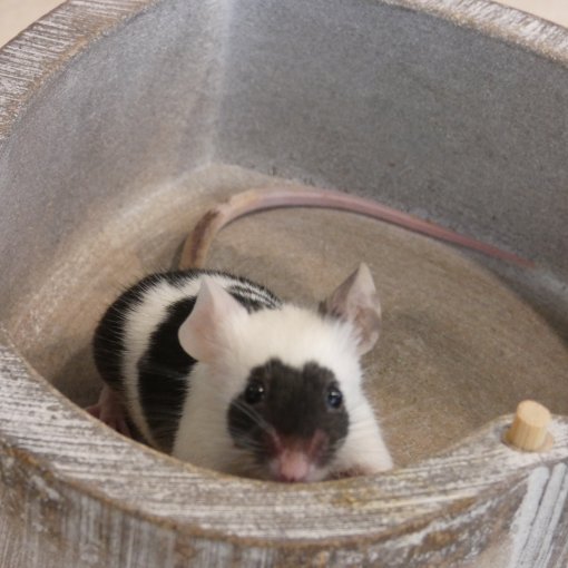 kleurmuis - souris couleur P1170927.JPG