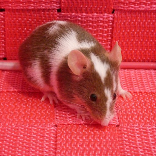 kleurmuis - souris couleur P1170936.JPG