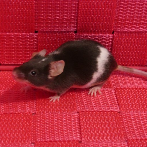 kleurmuis - souris couleur P1170940.JPG