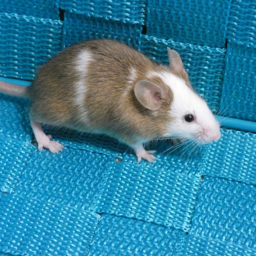 kleurmuis - souris couleur P1170954.JPG