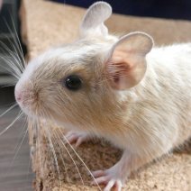 octodon - degu P1190849.JPG