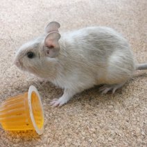 octodon - degu P1190848.JPG