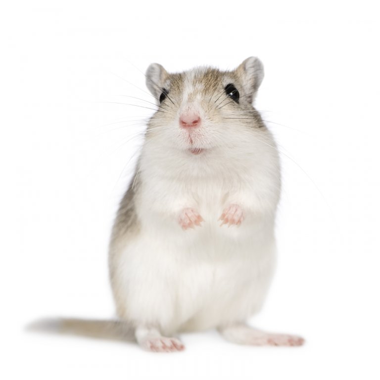 gerbil6.jpg