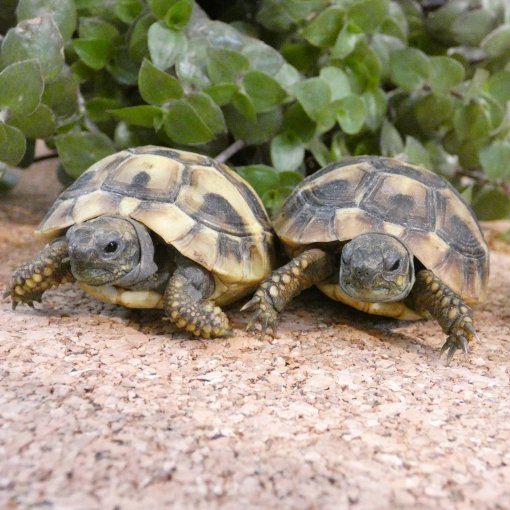 Kom landschildpadden - Testudo bewonderen