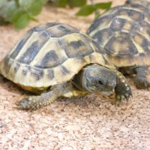 Tortues Terrestres - Testudo Horsfieldii